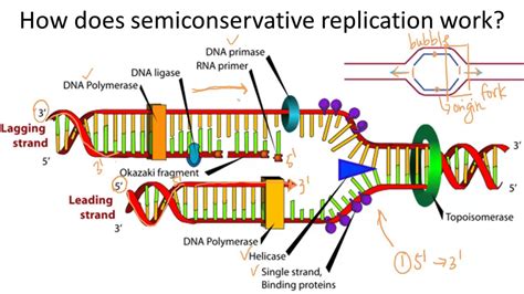 semiconservative dna replication means that|why dna is semiconservative.